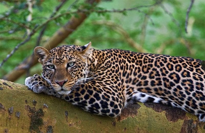 Картинки животное ягуар (100 фото) #51