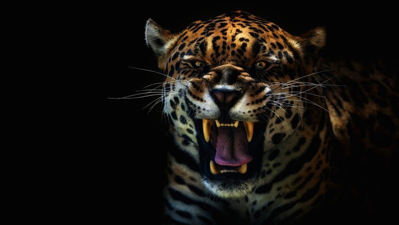 Картинки животное ягуар (100 фото) #88