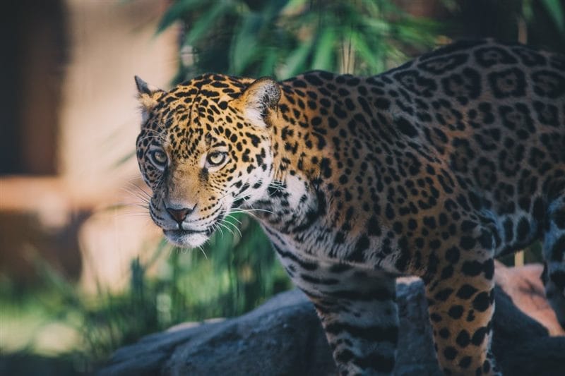 Картинки животное ягуар (100 фото) #79