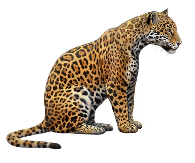 Картинки животное ягуар (100 фото) #81
