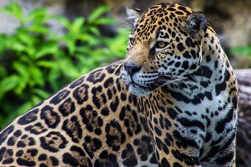 Картинки животное ягуар (100 фото) #52