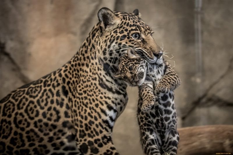 Картинки животное ягуар (100 фото) #77