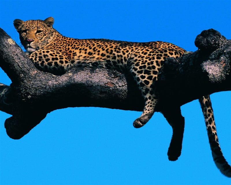 Картинки животное ягуар (100 фото) #58