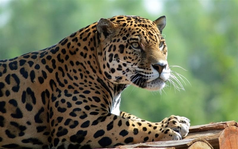 Картинки животное ягуар (100 фото) #71