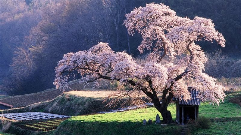 Япония - красивые картинки (100 фото) #66