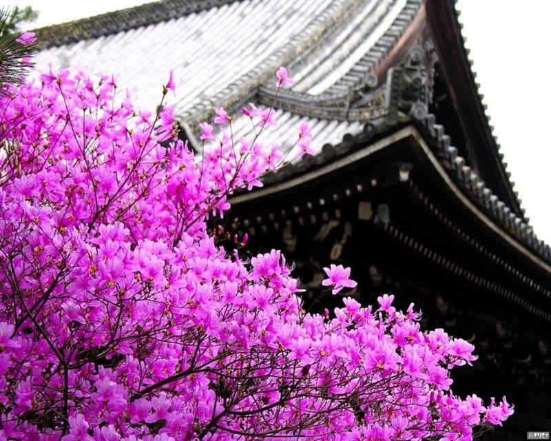 Япония - красивые картинки (100 фото) #64