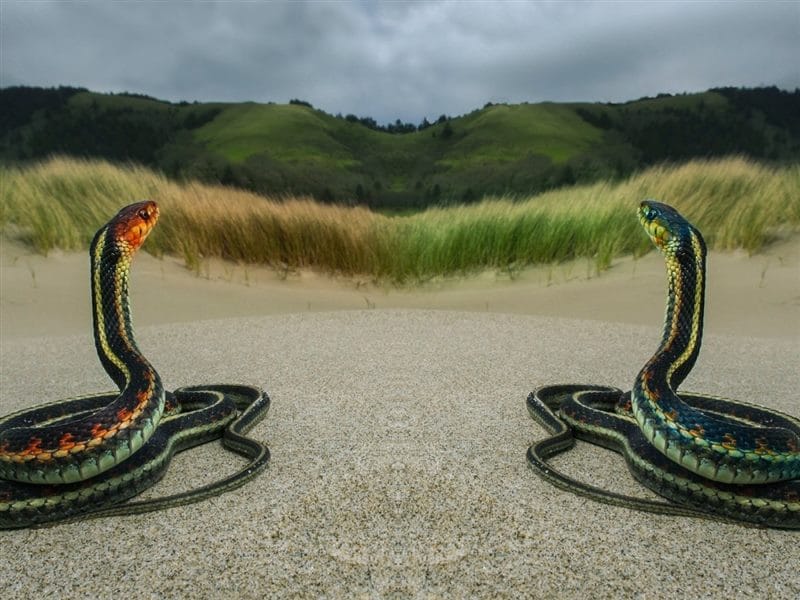 Картинки ядовитых змей (100 фото) #45