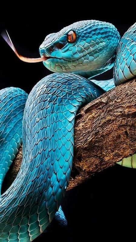 Картинки ядовитых змей (100 фото) #46