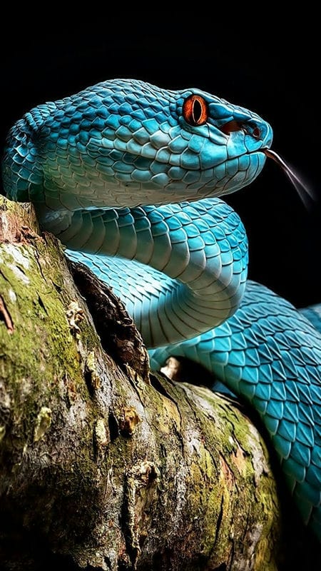 Картинки ядовитых змей (100 фото) #44