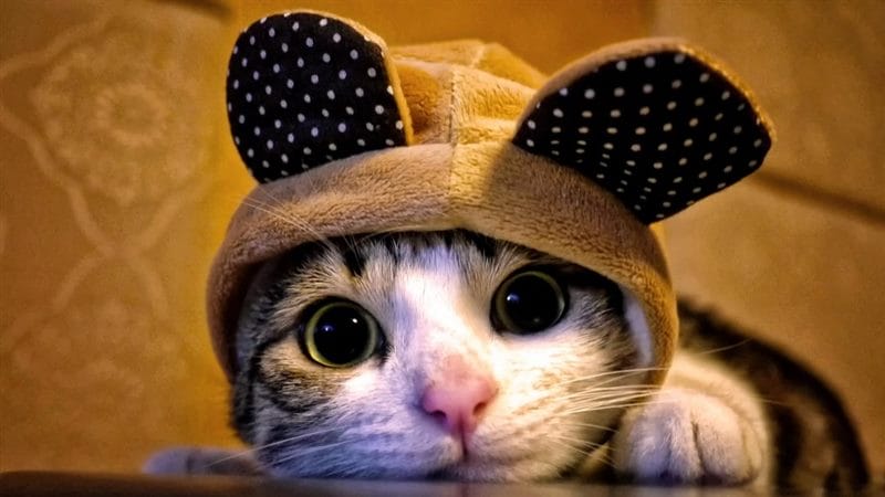 Картинки котов на аву (100 фото) #24