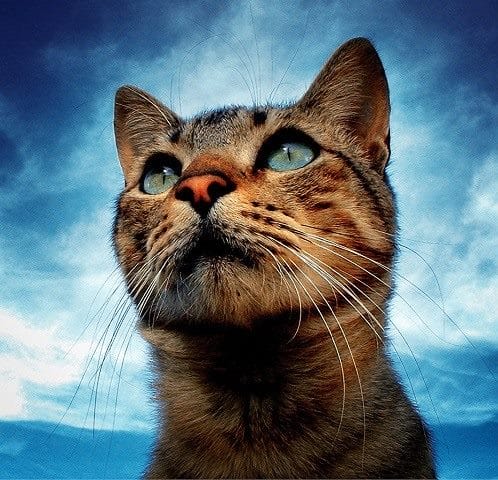 Картинки котов на аву (100 фото) #44