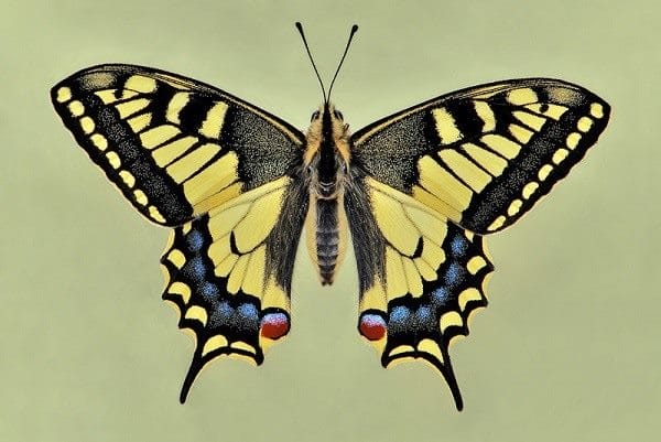 Картинки бабочек на аву (100 фото) #11