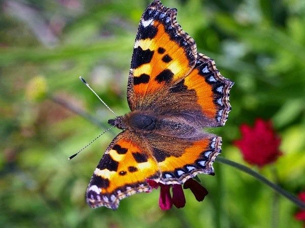 Картинки бабочек на аву (100 фото) #16