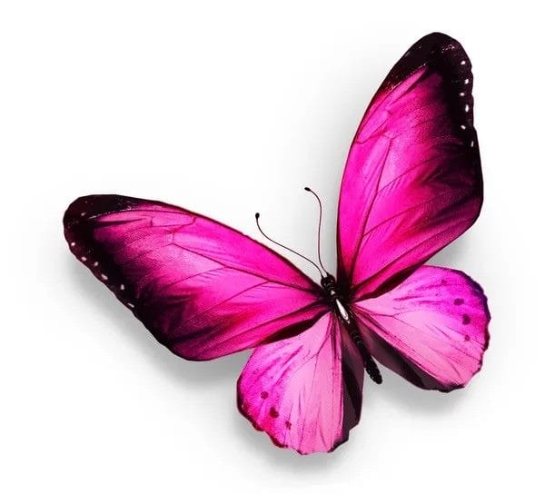 Картинки бабочек на аву (100 фото) #17