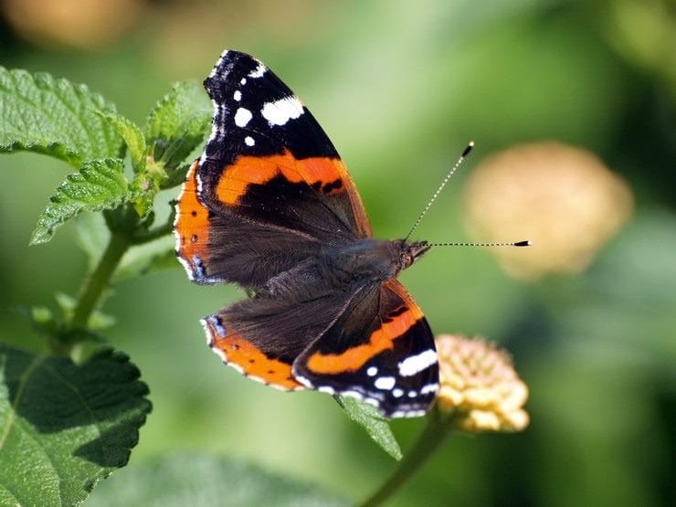 Картинки бабочек на аву (100 фото) #5