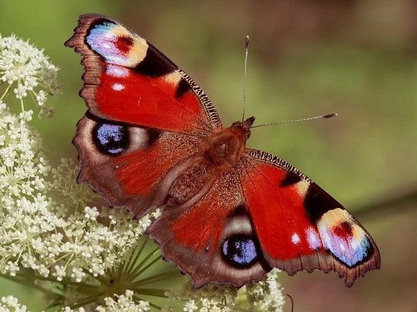 Картинки бабочек на аву (100 фото) #4