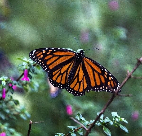 Картинки бабочек на аву (100 фото) #36