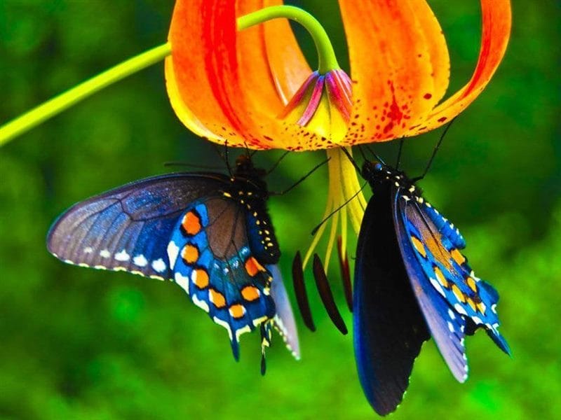 Картинки бабочек на аву (100 фото) #43