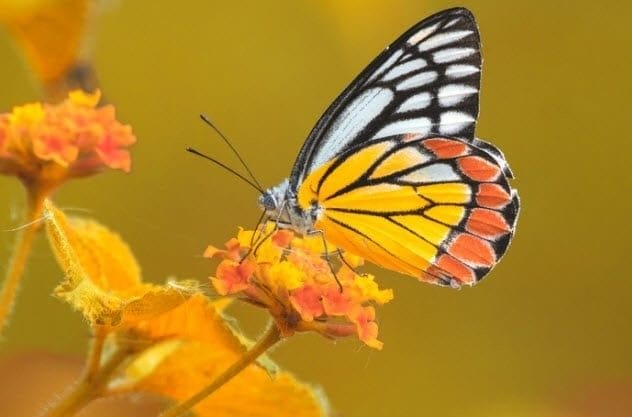 Картинки бабочек на аву (100 фото) #49