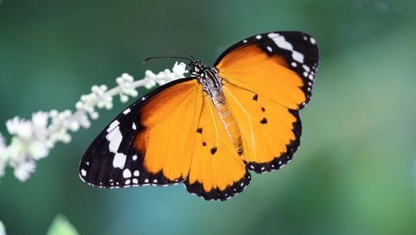 Картинки бабочек на аву (100 фото) #15