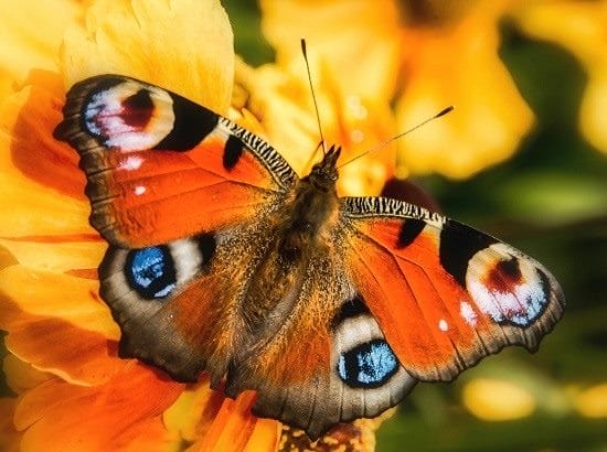 Картинки бабочек на аву (100 фото) #22