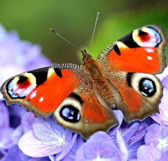 Картинки бабочек на аву (100 фото) #1