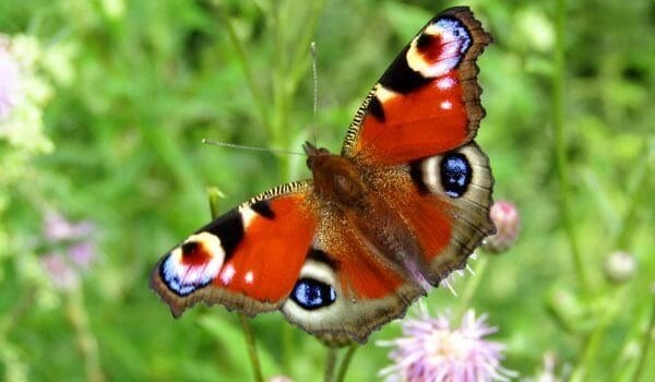 Картинки бабочек на аву (100 фото) #40