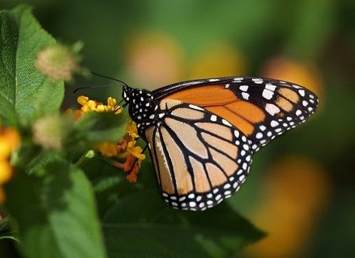 Картинки бабочек на аву (100 фото) #45