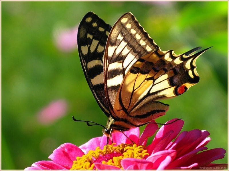 Картинки бабочек на аву (100 фото) #41