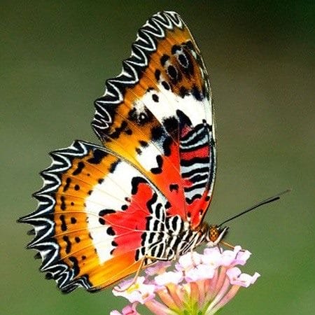 Картинки бабочек на аву (100 фото) #27
