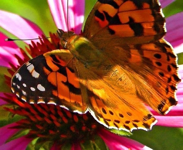 Картинки бабочек на аву (100 фото) #47