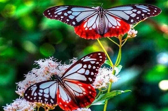 Картинки бабочек на аву (100 фото) #48