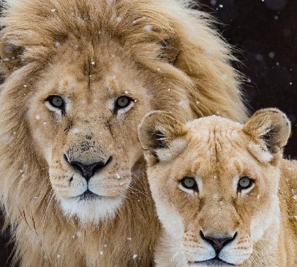 Картинки льва на аву (100 фото) #1