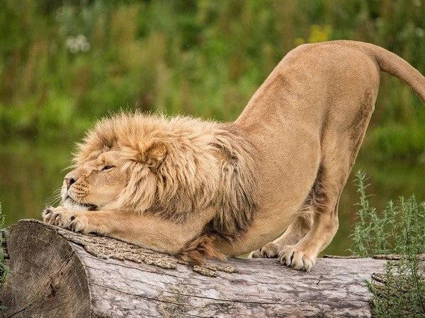 Картинки льва на аву (100 фото) #18