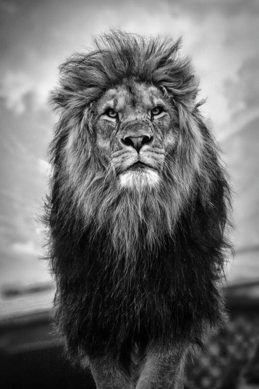Картинки льва на аву (100 фото) #16