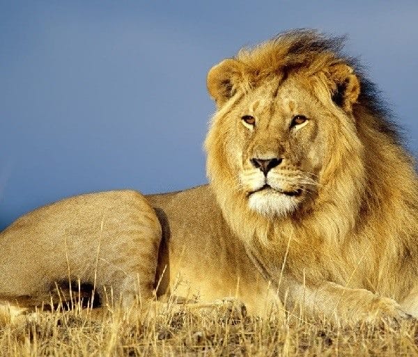 Картинки льва на аву (100 фото) #100
