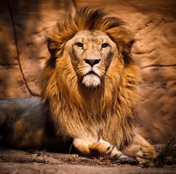 Картинки льва на аву (100 фото) #33
