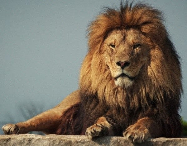 Картинки льва на аву (100 фото) #6