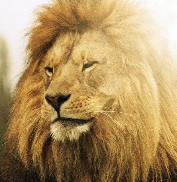 Картинки льва на аву (100 фото) #47