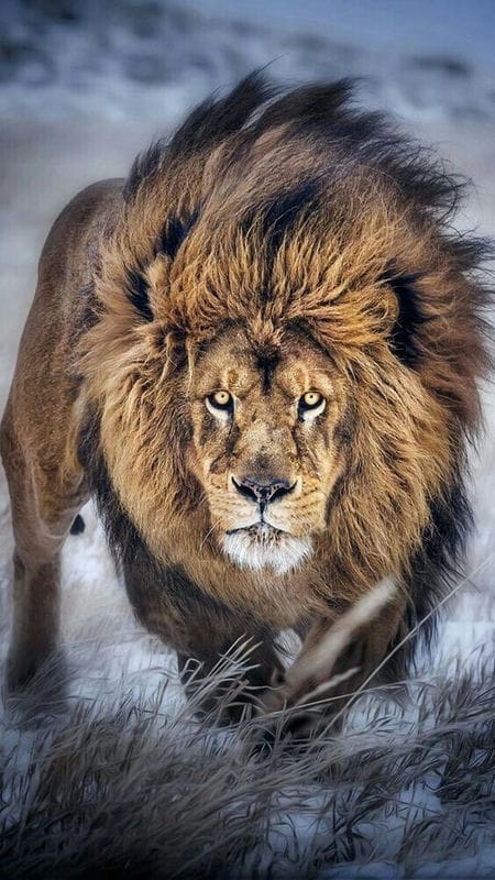 Картинки льва на аву (100 фото) #10