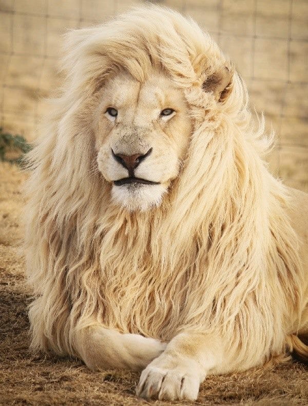 Картинки льва на аву (100 фото) #4