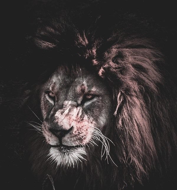 Картинки льва на аву (100 фото) #19