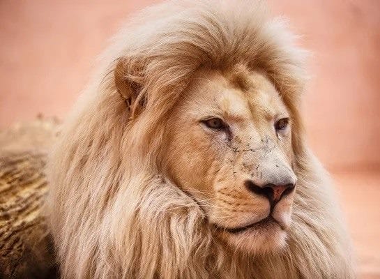 Картинки льва на аву (100 фото) #31