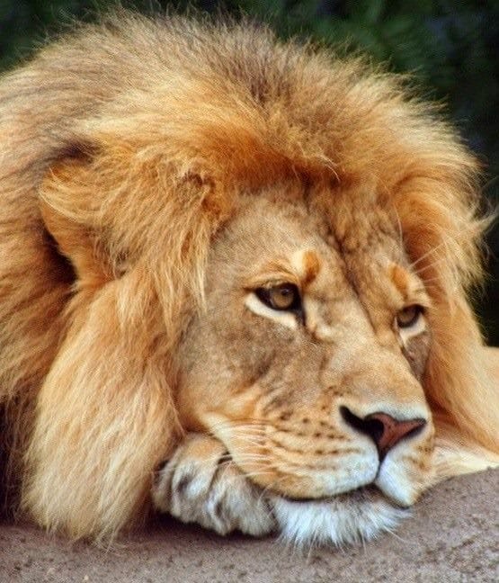 Картинки льва на аву (100 фото) #7