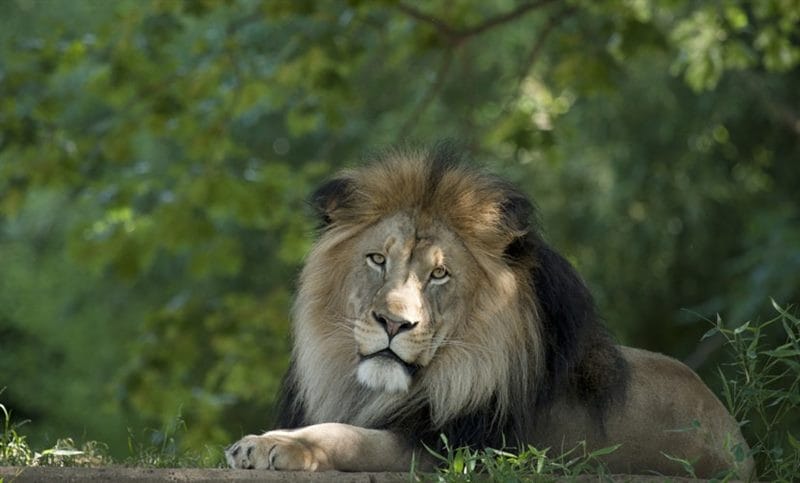 Картинки льва на аву (100 фото) #34