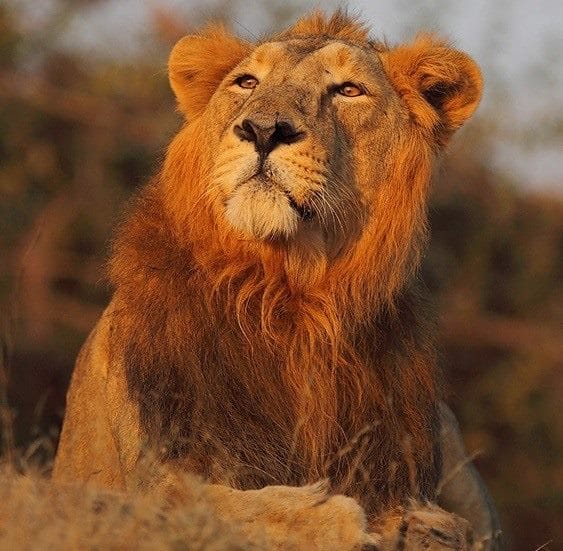 Картинки льва на аву (100 фото) #43