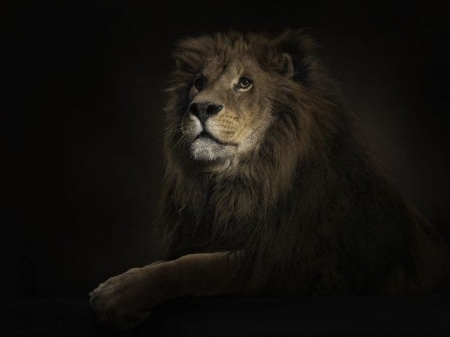Картинки льва на аву (100 фото) #25