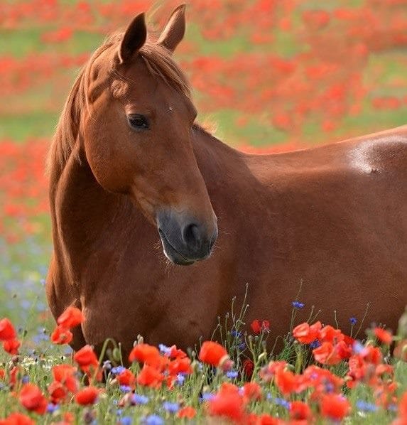 Картинки лошади на аву (100 фото) #15