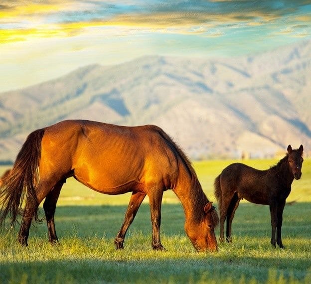 Картинки лошади на аву (100 фото) #42