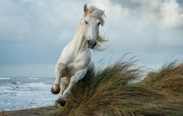 Картинки лошади на аву (100 фото) #46